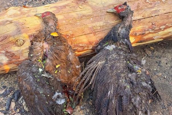  သေဆုံးသွားသော ရှားပါး ရစ်မျိုးစိတ်ကျေးငှက်များ [ Photo: Chin Defence Force - Mindat ]