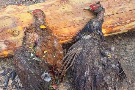  သေဆုံးသွားသော ရှားပါး ရစ်မျိုးစိတ်ကျေးငှက်များ [ Photo: Chin Defence Force - Mindat ]